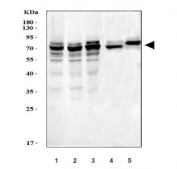 Western blot testing of 1) human HeLa, 2) monkey COS-7, 3) human RT4, 4) rat C6 and 5) mouse NIH 3T3 cell lysate with NUMB antibody. Predicted molecular weight ~70 kDa.