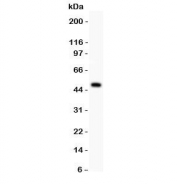 Western blot testing of P2X5 antibody and rat brain lysate.  Predicted/observed molecular weight: ~48 kDa.