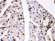 IHC-P: DJ-1 antibody testing of mouse pancreas tissue. HIER: steamed with pH6 citrate buffer.