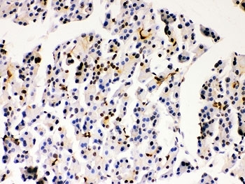 IHC-P: DJ-1 antibody testing of rat pancreas tissue. HIER: steamed with pH6 citrate buffer.