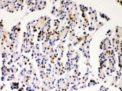 IHC-P: DJ-1 antibody testing of rat pancreas tissue. HIER: steamed with pH6 citrate buffer.