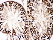 IHC-P: PBK antibody testing of mouse testis tissue