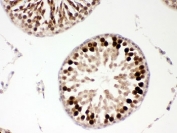 IHC-P: PBK antibody testing of rat testis tissue