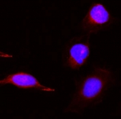 IF/ICC staining of FFPE human U-2 OS cells with PBK antibody (red) at 2ug/ml and DAPI nuclear stain (blue). HIER: steam section in pH6 citrate buffer for 20 min.
