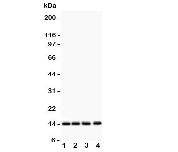 Western blot testing of PDGF-B antibody and Lane 1: rat heart; 2: (r) brain; 3: mouse heart; 4: human HeLa lysate Predicted size: ~15KD monomer and ~32KD dimer