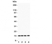 Western blot testing of PDGF-B antibody and Lane 1:  rat heart;  2: (r) brain;  3: mouse heart;  4: human HeLa lysate  Predicted size: ~15 kDa monomer and ~32 kDa dimer.