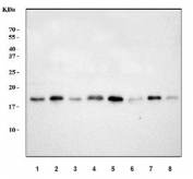 Western blot testing of 1) human HeLa, 2) human 293T, 3) human MCF7, 4) monkey COS-7, 5) rat brain, 6) rat liver, 7) mouse brain and 8) mouse liver tissue lysate with PIN1 antibody. Predicted molecular weight ~18 kDa.