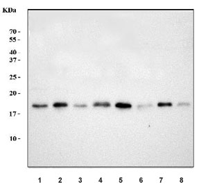 Western blot testing of 1) human HeLa, 2) human 293T, 3) human MCF7, 4) mo