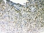 IHC-P: Oct-1 antibody testing of human tonsil tissue
