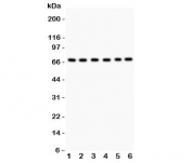 Western blot testing of PKC iota antibody and Lane 1:  SHG-44;  2: A549;  3: U87;  4: 293T;  5: HeLa;  6: Jurkat.  Predicted/expected size ~68KD