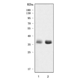 Western blot testing of 1) human placenta and 2) human HepG2 cell lysate with ApoE antibody.  Predicted molecular weight: 34-37 kDa.