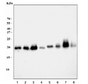 Western blot testing of 1) rat brain, 2) rat liver, 3) rat heart, 4) rat PC-12, 5) mouse brain, 6) mouse liver, 7) mouse heart and 8) mouse ANA-1 cell lysate with ATP5H antibody. Expected molecular weight: ~22 kDa.