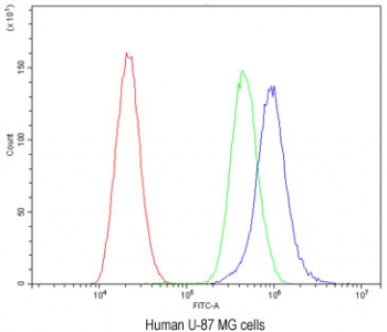 Flow cytometry testing of human U-87 MG cells with CaV1.3 antibody at 1ug/million cells (blocked with goat sera); Red=cells alone