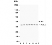Western blot testing of Caspase-9 antibody and Lane 1:  A549;  2: SMMC-7721;  3: 293T;  4: Jurkat;  5: Raji;  6: CEM;  7: HUT lysate