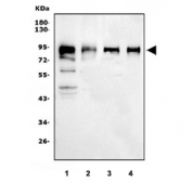 Western blot testing of 1) human HeLa, 2) human U-87 MG, 3) rat PC-12 and 4) rat C6 cell lysate with CD44 antibody.  Predicted molecular weight ~82 kDa, but may be observed at higher molecular weights due to glycosylation.