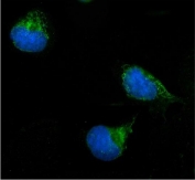Immunofluorescent staining of FFPE human U-2 OS cells with ERAB antibody (green) and DAPI nuclear stain (blue). HIER: steam section in pH6 citrate buffer for 20 min.