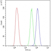 Flow cytometry testing of human A431 cells with ERAB antibody at 1ug/million cells (blocked with goat sera); Red=cells alone, Green=isotype control, Blue= ERAB antibody.