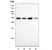Western blot testing of human 1) Jurkat, 2) 293T, 3) HeLa and 4) MOLT-4 cell lysate with ERAB antibody. Predicted molecular weight: ~27 kDa.