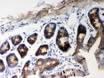 IHC-P testing of mouse intestine tissue. HIER: steamed with pH6 citrate buffer.