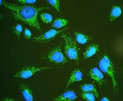 Immunofluorescent staining of FFPE human U-2 OS cells with HSP60 antibody (green) at 2ug/ml and DAPI nuclear stain (blue). HIER: steam section in pH6 citrate buffer for 20 min.