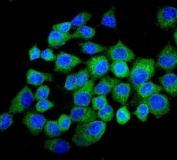 Immunofluorescent staining of FFPE human A431 cells with NMI antibody (green) and DAPI nuclear stain (blue). HIER: steam section in pH6 citrate buffer for 20 min.