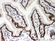 IHC staining of FFPE mouse intestinal tissue with Nucleophosmin antibody. HIER: boil tissue sections in pH8 EDTA for 20 min and allow to cool before testing.