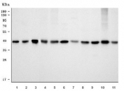 Western blot testing of 1) human HeLa, 2) human Jurkat, 3) human MCF7, 4) rat C6, 5) rat NRK, 6) rat PC-12, 7) rat RH35, 8) mouse ANA-1, 9) mouse RAW264.7, 10) mouse Neuro-2a and 11) mouse HEPA1-6 cell lysate with Nucleophosmin antibody. Expected molecular weight: ~38 kDa.