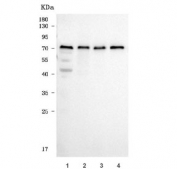 Western blot testing of human 1) HeLa, 2) PC-3, 3) U-87 MG and 4) SH-SY5Y cell lysate with tPA antibody. Expected molecular weight: 64-70 kDa.