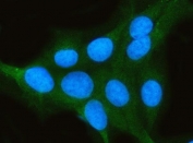 Immunofluorescent staining of FFPE human U-2 OS cells with PP2A antibody (green) and DAPI nuclear stain (blue). HIER: steam section in pH6 citrate buffer for 20 min.