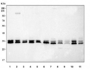 Western blot testing of 1) human Jurkat, 2) human MCF7, 3) human 293T, 4) human HeLa, 5) human HepG2, 6) rat brain, 7) rat PC-12, 8) mouse lung, 9) mouse liver, 10) mouse brain and 11) mouse NIH 3T3 cell lysate with PP2A antibody. Predicted molecular weight ~35 kDa.