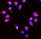 Immunofluorescent staining of FFPE human U-2 OS cells with PRDX1 antibody (red) and DAPI nuclear stain (blue). HIER: steam section in pH6 citrate buffer for 20 min.
