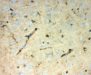 IHC-P testing of mouse brain tissue. HIER: steamed with pH6 citrate buffer.