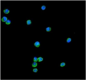 IF/ICC staining of FFPE human HeLa cells with PRDX1 antibody (green) at 2ug/ml and DAPI nuclear stain (blue). HIER: steam section in pH6 citrate buffer for 20 min.