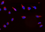 Immunofluorescent staining of FFPE human U-2 OS cells with PRDX3 antibody (red) at 2ug/ml and DAPI nuclear stain (blue). HIER: steam section in pH6 citrate buffer for 20 min.