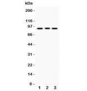 Western blot testing of SEMA3A antibody and Lane 1:  293T;  2: A549;  3: HeLa lysate.  Predicted molecular weight: ~89 kDa.