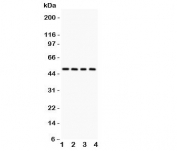 Western blot testing of Alpha 1 Antitrypsin antibody and Lane 1:  rat testis;  2: mouse testis;  3: (r) liver;  4: (m) liver lysate.  Expected molecular weight: ~47 kDa (unmodified), 52 kDa (glycosylated).
