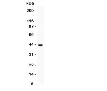 Western blot testing of SERPINB2 antibody and human placenta lysate. Predicted/observed size ~43KD~