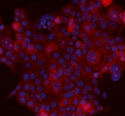 Immunofluorescent staining of FFPE human A431 cells with SERPINB5 antibody (red) and DAPI nuclear stain (blue). HIER: steam section in pH6 citrate buffer for 20 min.