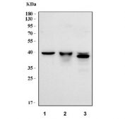 IHC-P testing of mouse intestine tissue. HIER: steamed with pH6 citrate buffer.