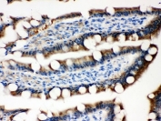 IHC-P testing of rat intestine tissue. HIER: steamed with pH6 citrate buffer.