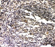 IHC-P: SIRT7 antibody staining of rat spleen tissue.