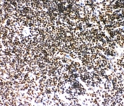 IHC-P: SIRT7 antibody staining of mouse spleen tissue.
