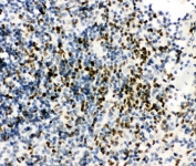 IHC-P testing of mouse spleen tissue with RUNX3 antibody. HIER: boil tissue sections in pH8 EDTA for 20 min and allow to cool before testing.