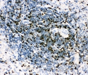 IHC-P testing of rat spleen tissue with RUNX3 antibody. HIER: boil tissue sections in pH8 EDTA for 20 min and allow to cool before testing.