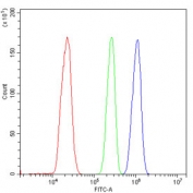 Flow cytometry testing of human ThP-1 cells with RUNX3 antibody at 1ug/10^6 cells (blocked with goat sera); Red=cells alone, Green=isotype control, Blue= RUNX3 antibody.