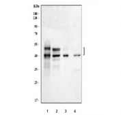 Western blot testing of human 1) Raji, 2) Ramos, 3) HT1080 and 4) MCF7 cell lysate with RUNX3 antibody. Predicted molecular weight: ~44 kDa, isoforms can be observed at 42-48 kDa.