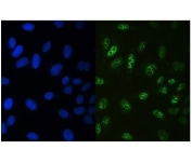 Immunofluorescent staining of FFPE human U-2 OS cells with RUNX3 antibody (green) and DAPI nuclear stain (blue). HIER: steam section in pH6 citrate buffer for 20 min.