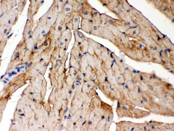 IHC testing of FFPE mouse heart with FXYD1 antibody. HIER: Boil the paraffin sections in pH 6, 10mM citrate buffer for 20 minutes and allow to cool prior to staining.