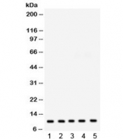 Western blot testing of 1) rat liver, 2) rat heart, 3) mouse heart, 4) human HepG2 and 5) human HeLa lysate with FXYD1 antibody. Expected/observed molecular weight ~10 kDa.