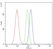 Flow cytometry testing of human A549 cells with SULT2B1 antibody at 1ug/million cells (blocked with goat sera); Red=cells alone, Green=isotype control, Blue= SULT2B1 antibody.